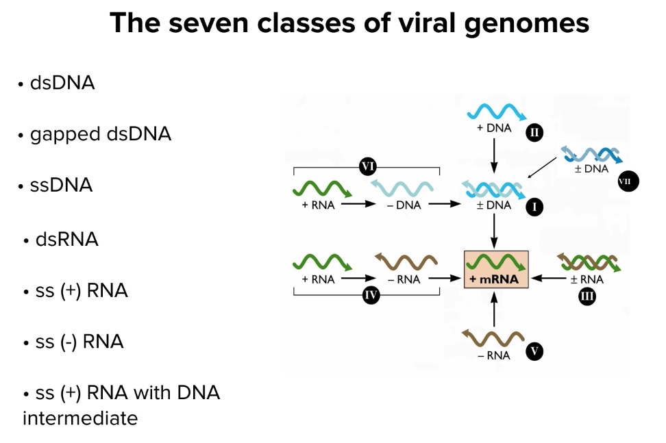 7 classes of virual genome