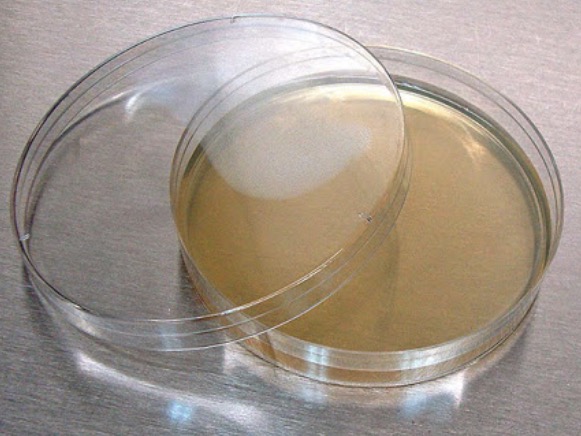 agar