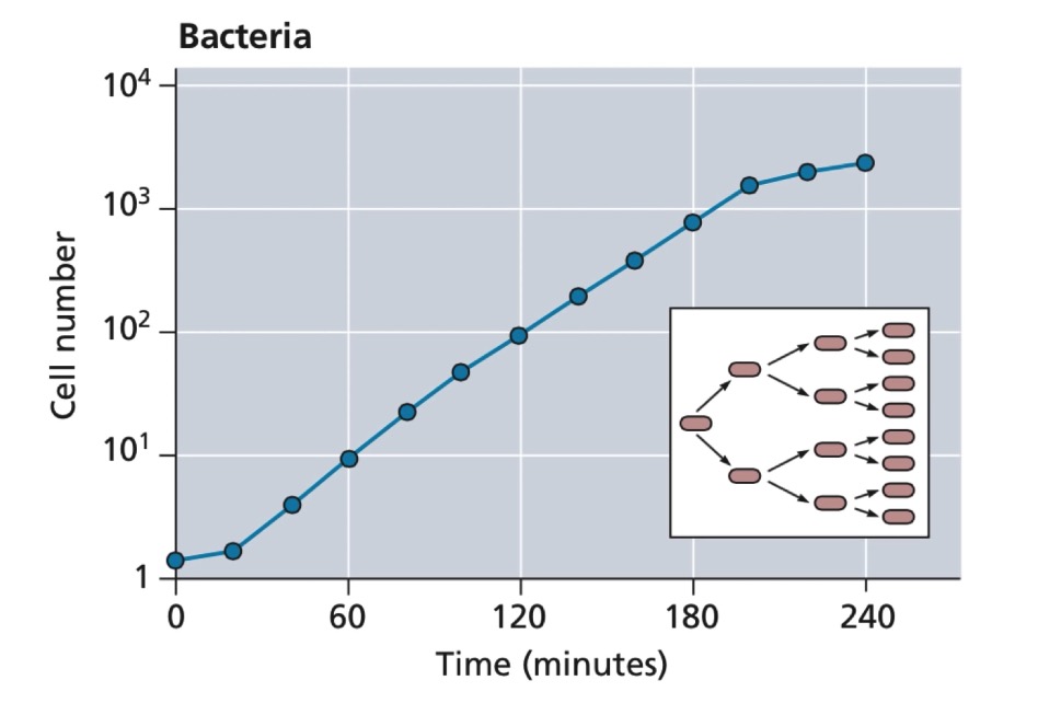 bactreial growth