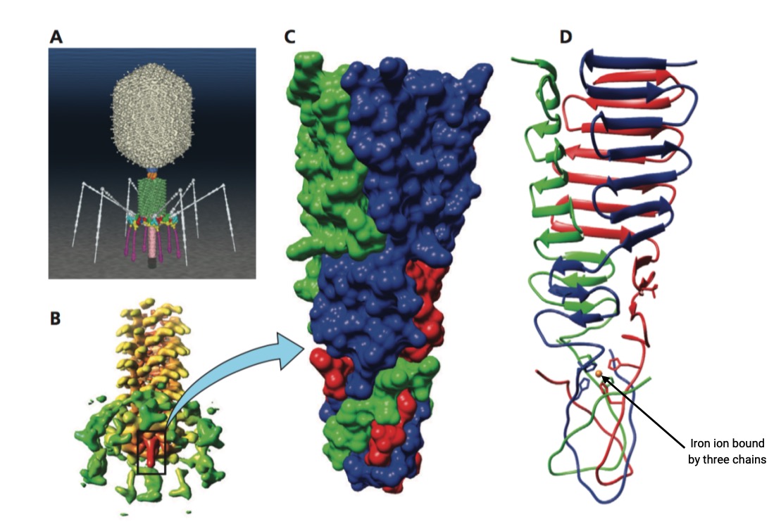 bacteriophage spike