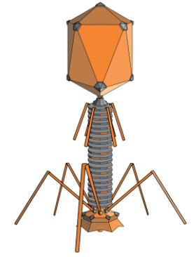 bacteriophage