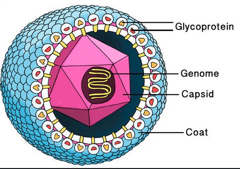 capsid