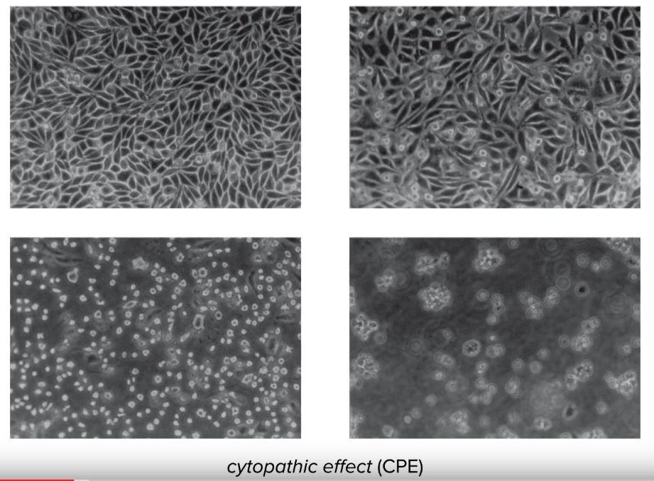 cytopathic effect