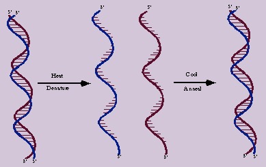 DNA annealing