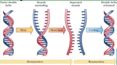 DNA denaturation