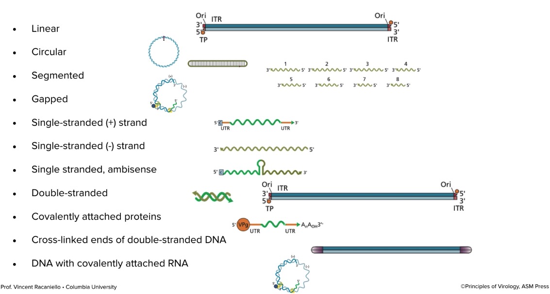 DNA structural diversity