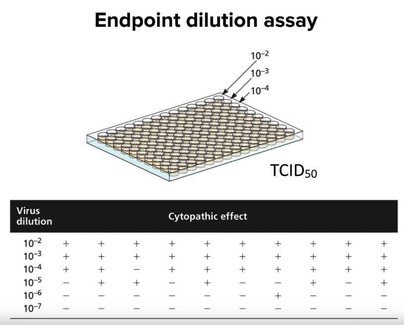 endpoint dilution assay