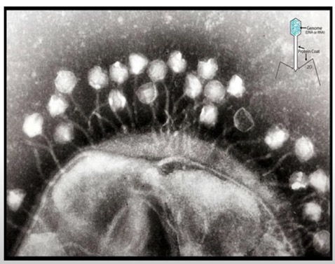 first virus image