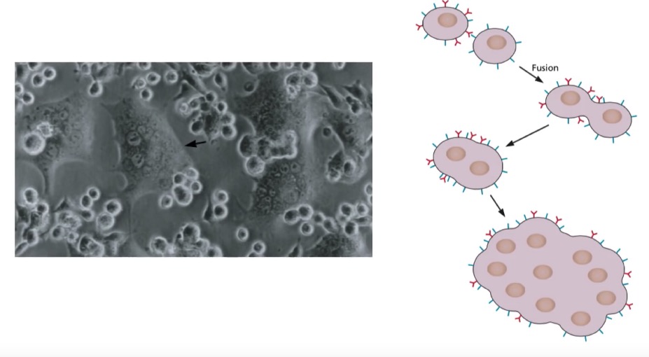 formation of syncytia