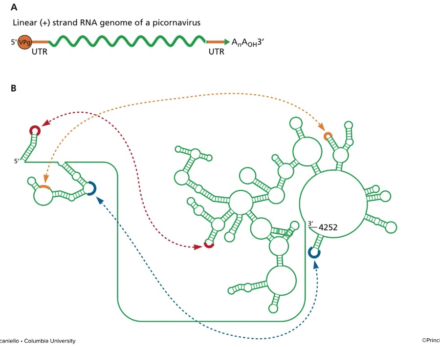 genome lewis structure