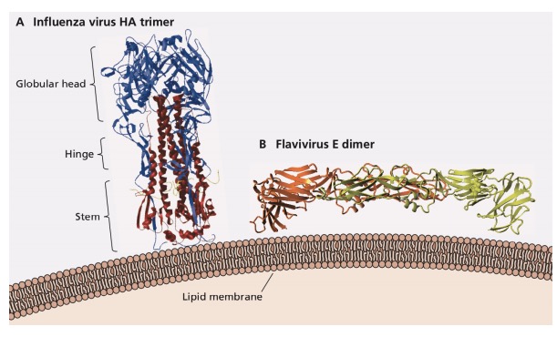 glycoprotein orientation