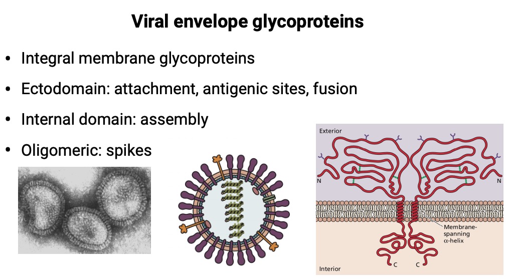 glycoprotein