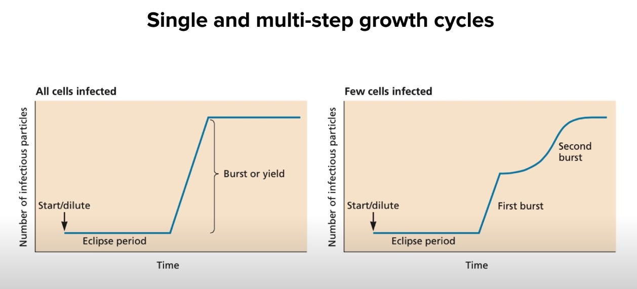 growth cycle