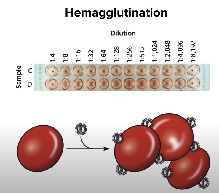 hemagglutination