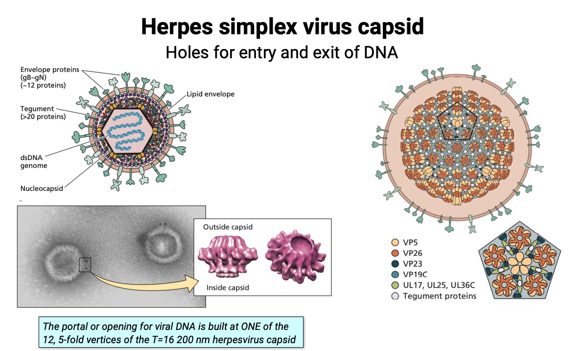 herpes capsid