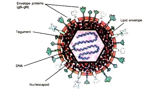 herpesviruses