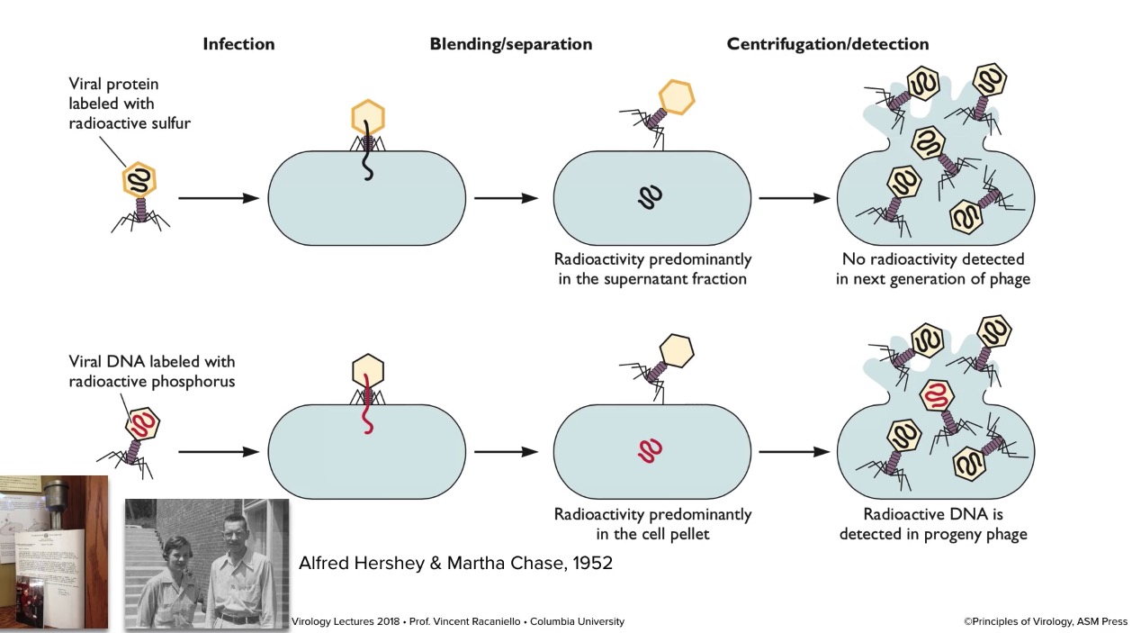 hershey experiment