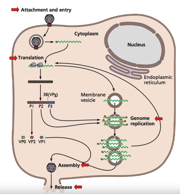 infectious cycle