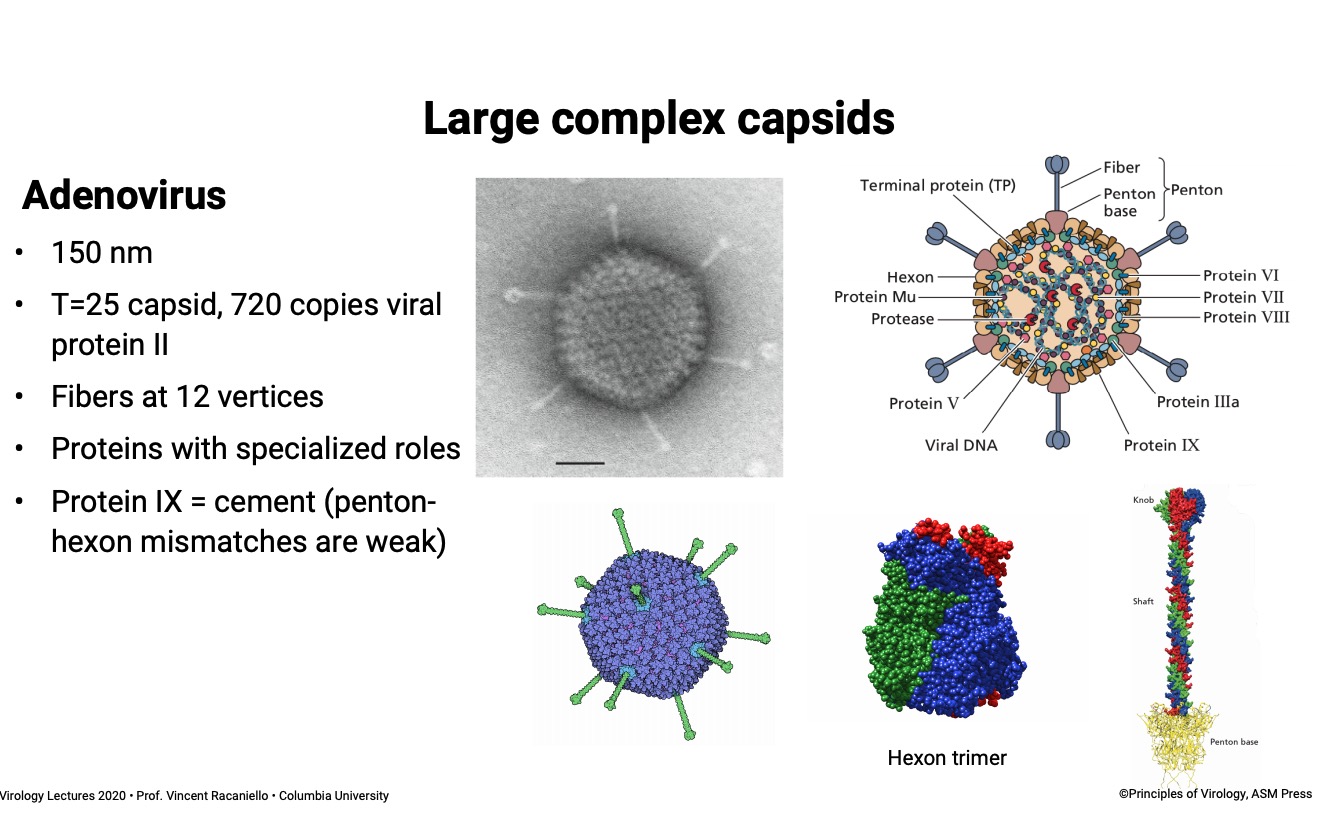 complex capsid