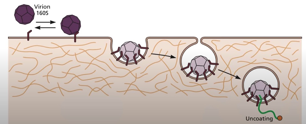 metastable