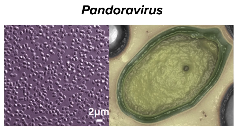 pandovirus