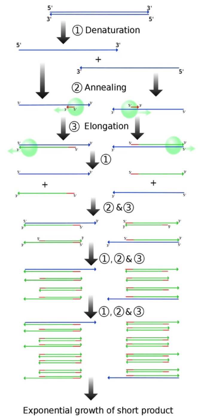 PCR