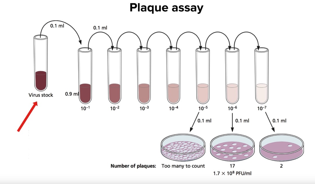 plaque assay process