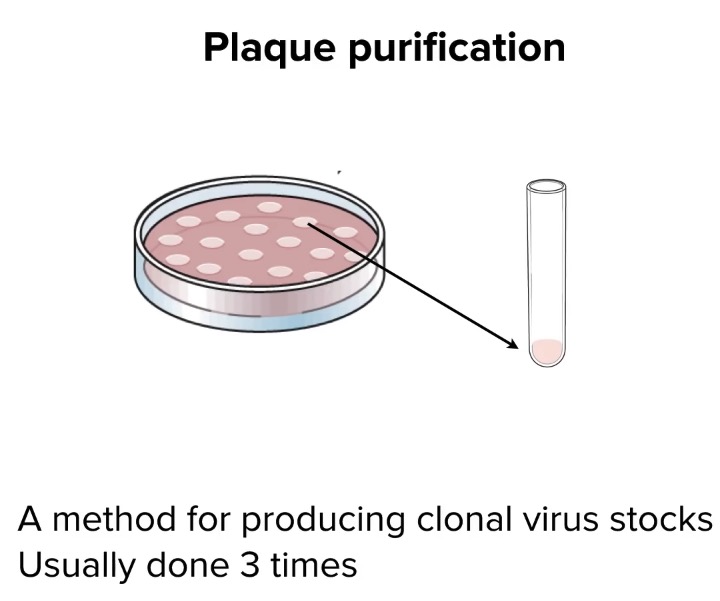 plaque purification