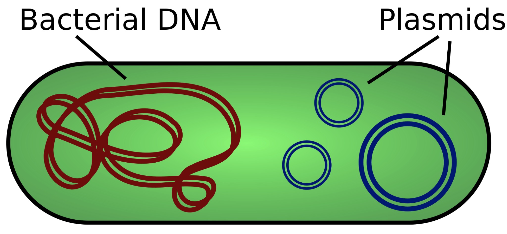 plasmid