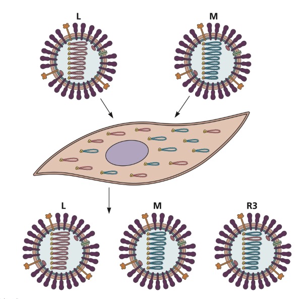 genomic reassortment