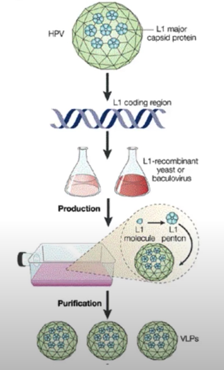 self assembly hpv