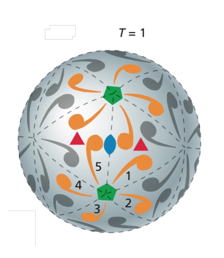 icosahederal symmetry