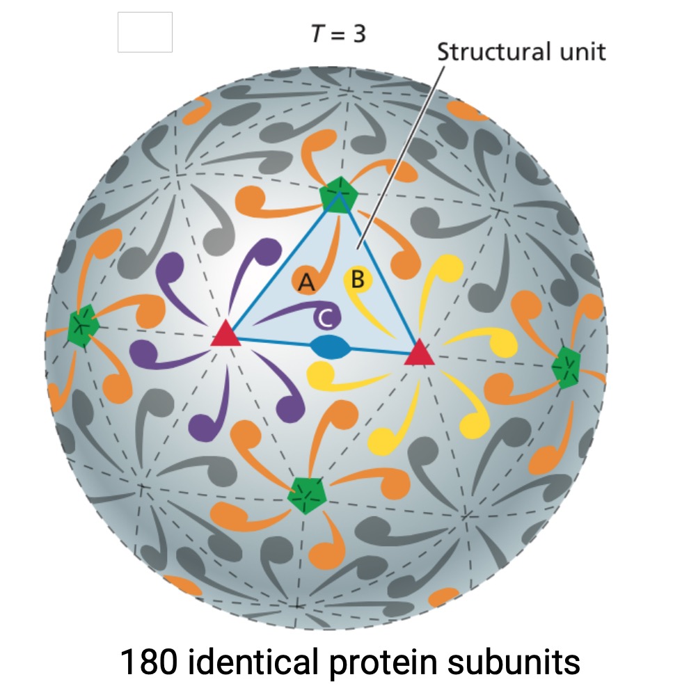 icosahedral symmetry