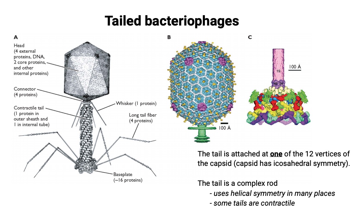 tailed bacteriophages