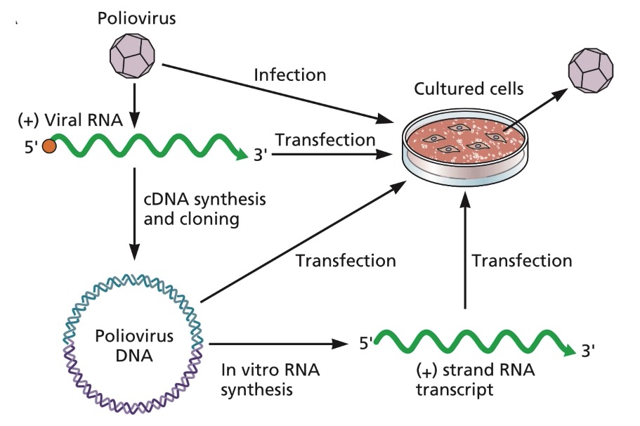 transfection