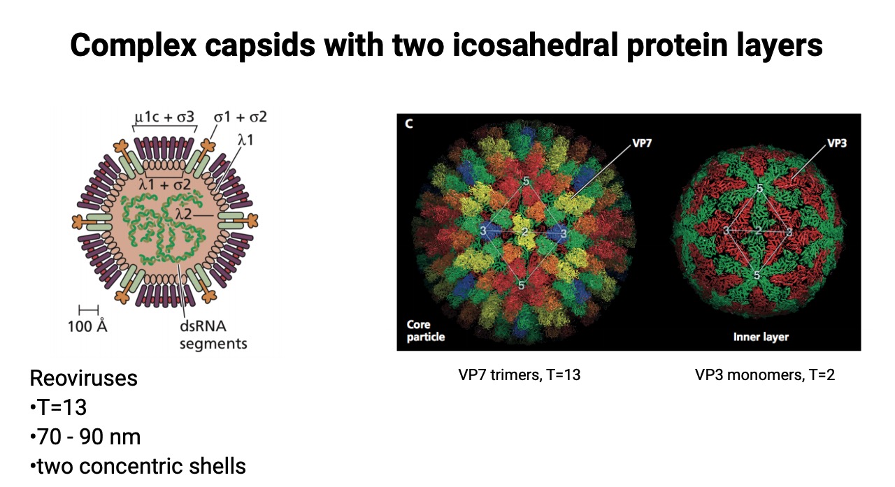 two shell virus