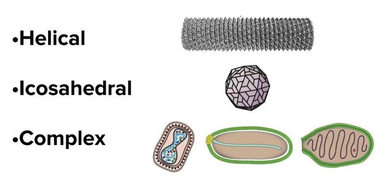 virus structure