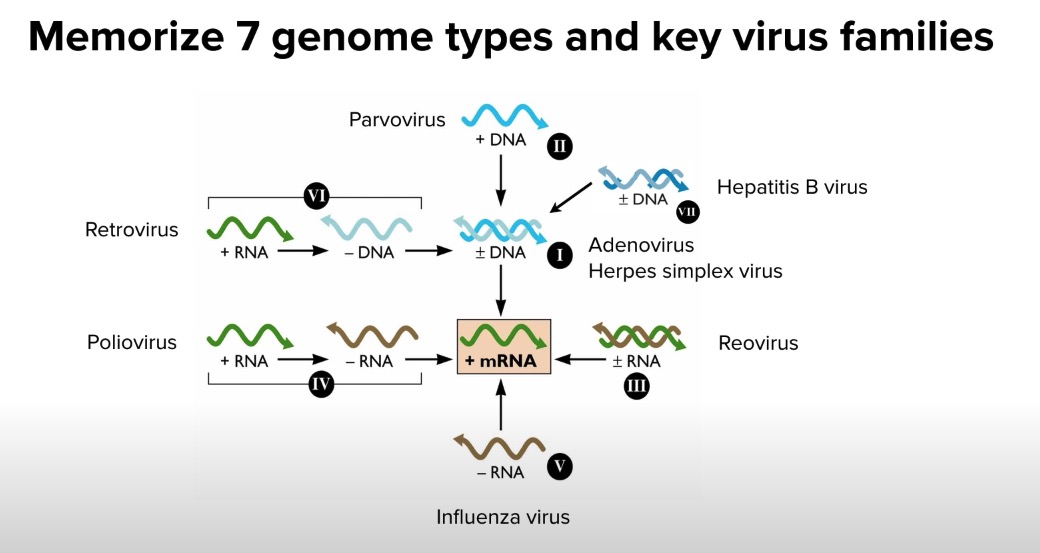 viral families