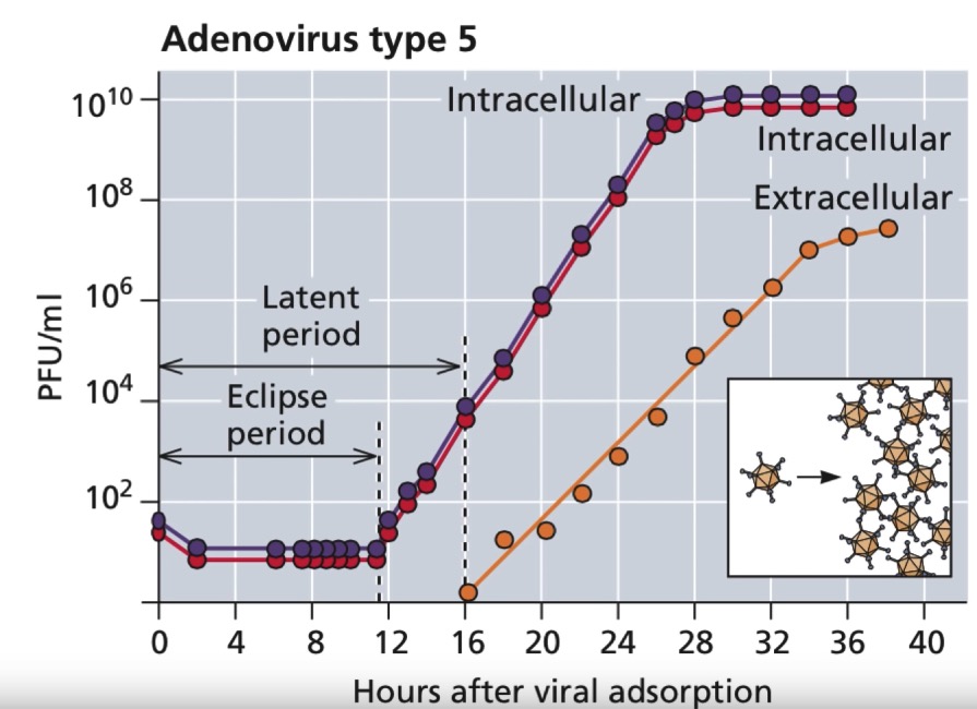 virus growth virom