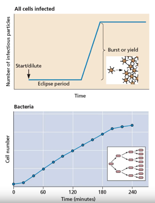 virus replication