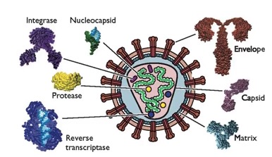 virus structure