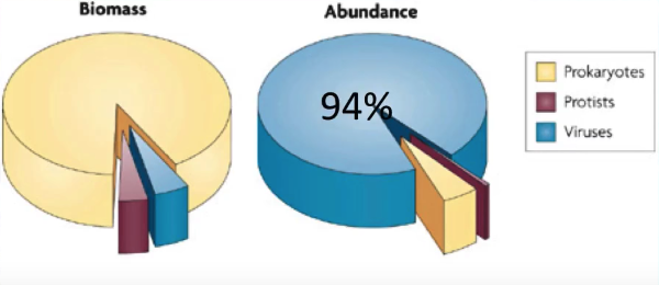 virus abundance