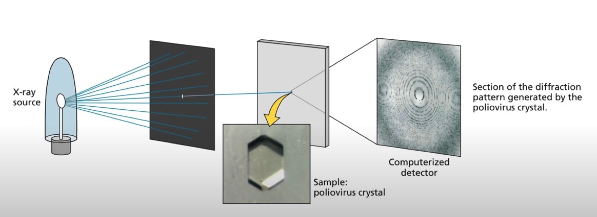 x-ray crystallography